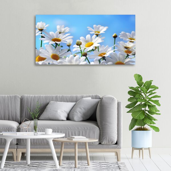 Moderní fotoobraz canvas na rámu Sedmikrásky oc-13584171