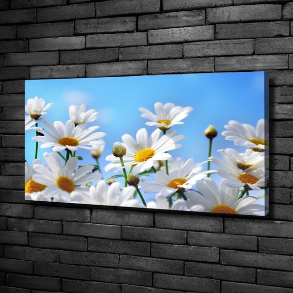Moderní fotoobraz canvas na rámu Sedmikrásky oc-13584171