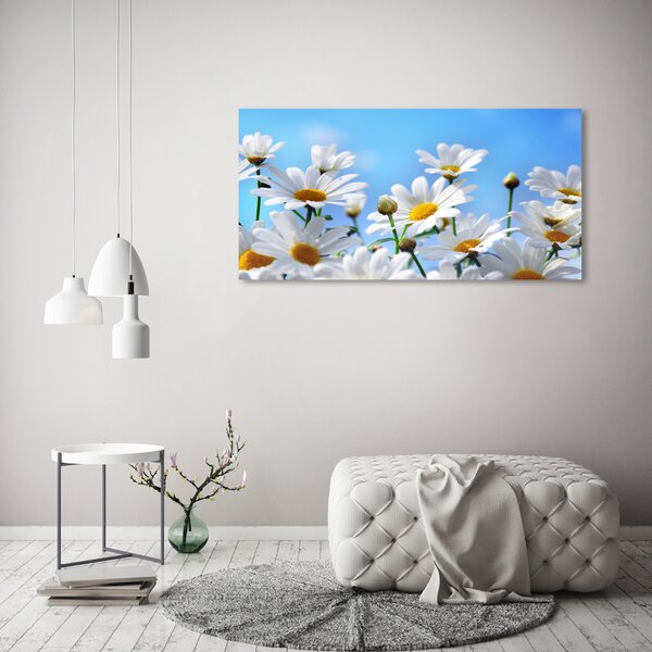 Moderní fotoobraz canvas na rámu Sedmikrásky oc-13584171