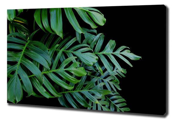 Foto-obraz canvas do obýváku Monstera oc-136056099