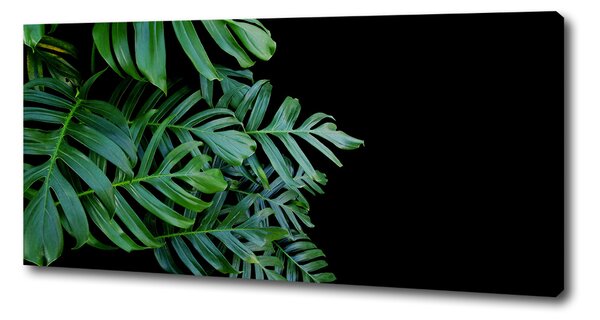 Foto-obraz canvas do obýváku Monstera oc-136056099