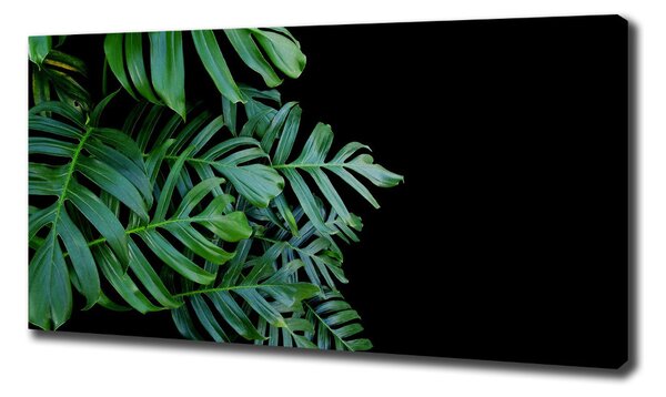 Foto-obraz canvas do obýváku Monstera oc-136056099