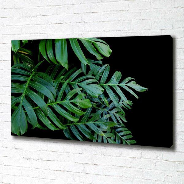 Foto-obraz canvas do obýváku Monstera oc-136056099