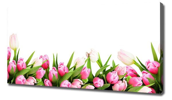 Foto obraz canvas Růžové tulipány oc-138798865