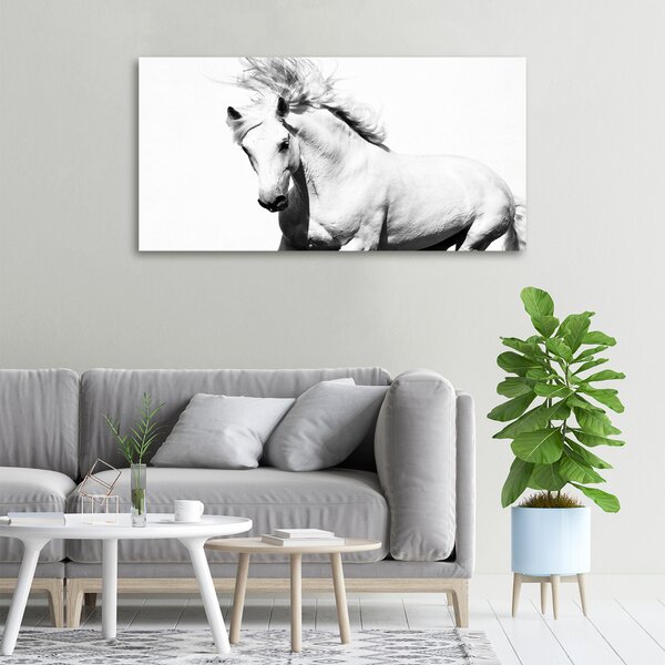 Moderní obraz canvas na rámu Bílý kůň oc-14270832