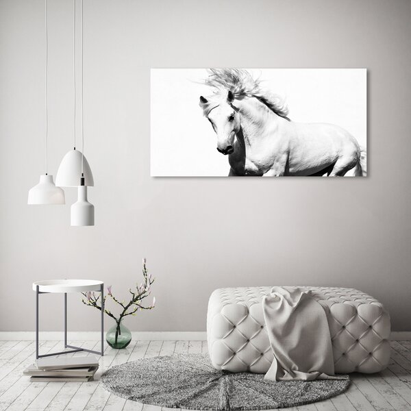 Moderní obraz canvas na rámu Bílý kůň oc-14270832