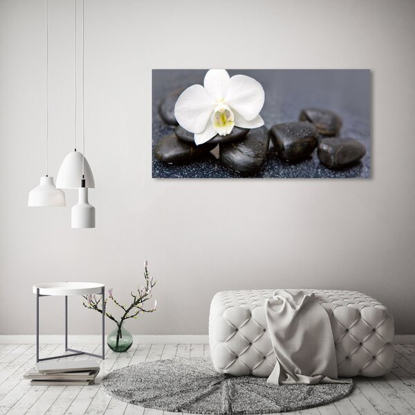 Foto obraz na plátně Orchidej oc-143014442