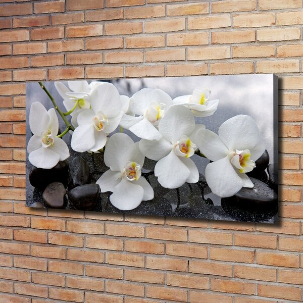 Foto obraz na plátně Orchidej oc-143985624