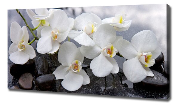 Foto obraz na plátně Orchidej oc-143985624
