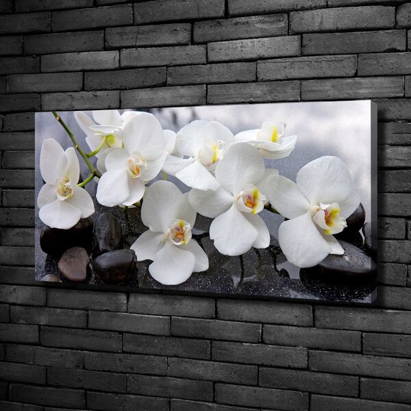 Foto obraz na plátně Orchidej oc-143985624