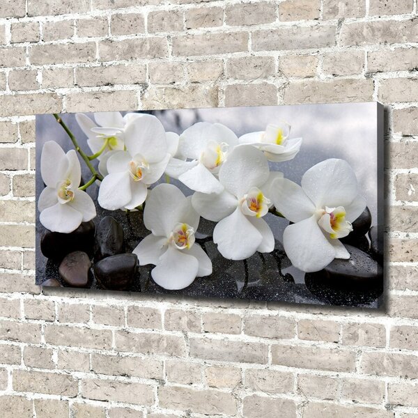 Foto obraz na plátně Orchidej oc-143985624