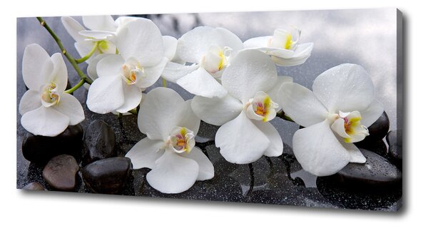 Foto obraz na plátně Orchidej oc-143985624