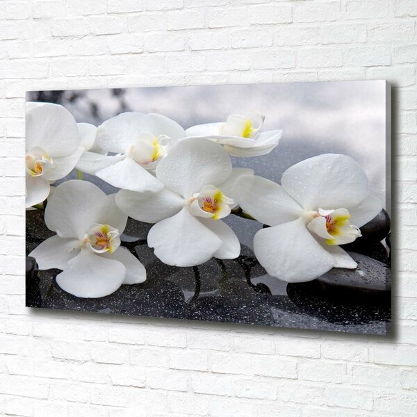 Foto obraz na plátně Orchidej oc-143985624