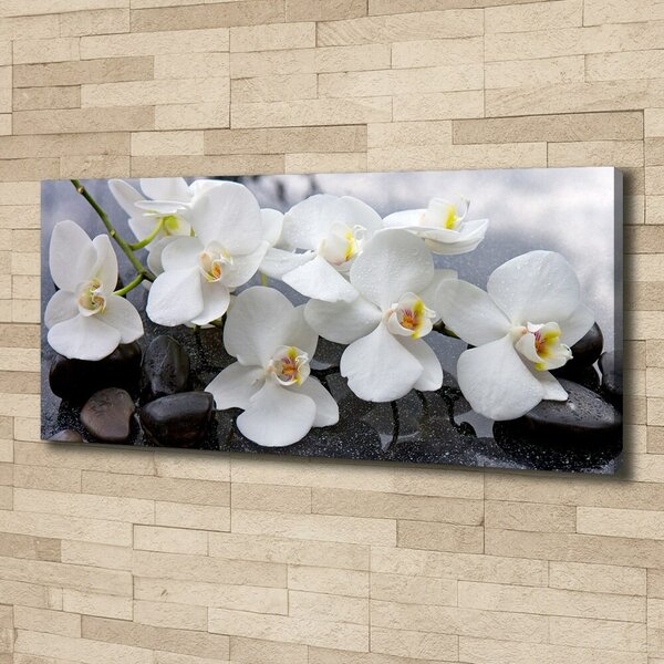 Foto obraz na plátně Orchidej oc-143985624