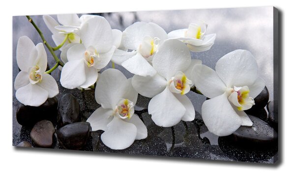 Foto obraz na plátně Orchidej oc-143985624