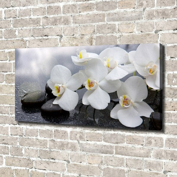 Foto obraz na plátně Orchidej oc-144310520