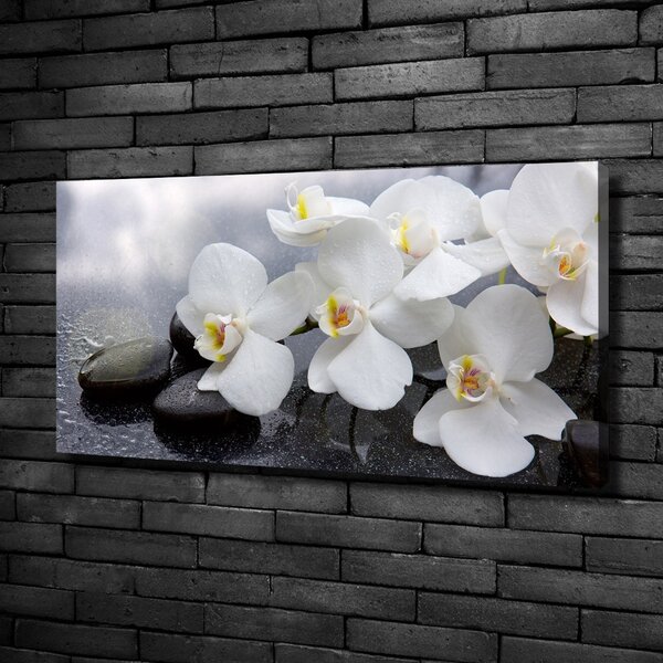 Foto obraz na plátně Orchidej oc-144310520