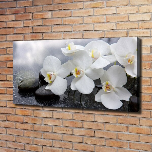 Foto obraz na plátně Orchidej oc-144310520