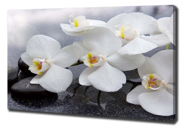 Foto obraz na plátně Orchidej oc-144310520