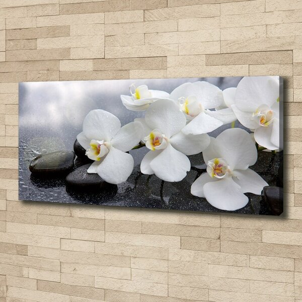 Foto obraz na plátně Orchidej oc-144310520