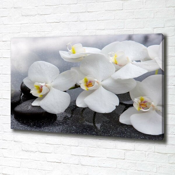 Foto obraz na plátně Orchidej oc-144310520