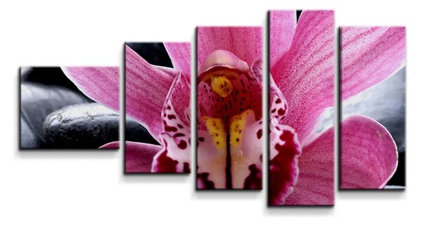 Sablio Obraz - 5-dílný Růžová orchidea - 100x60 cm