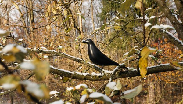 Vitra designové dekorace Eames House Bird