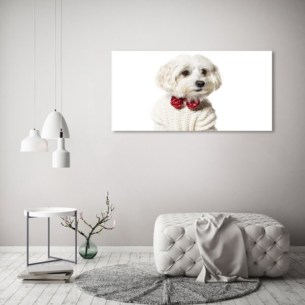 Foto obraz canvas Maltézský psík oc-190626474