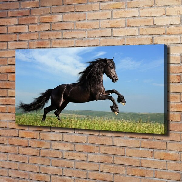 Moderní fotoobraz canvas na rámu Černý kůň na louce oc-26473191