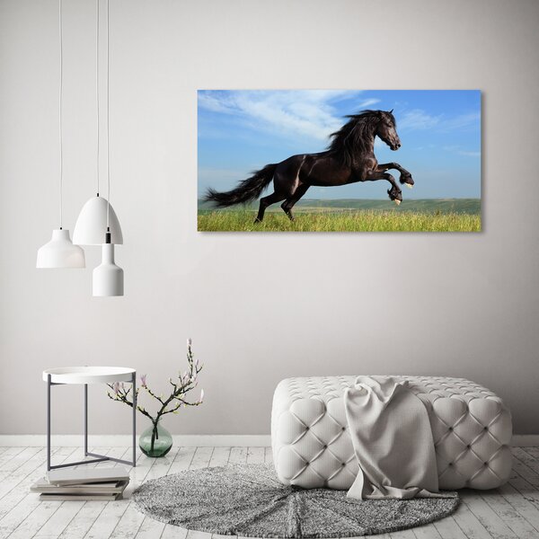 Moderní fotoobraz canvas na rámu Černý kůň na louce oc-26473191