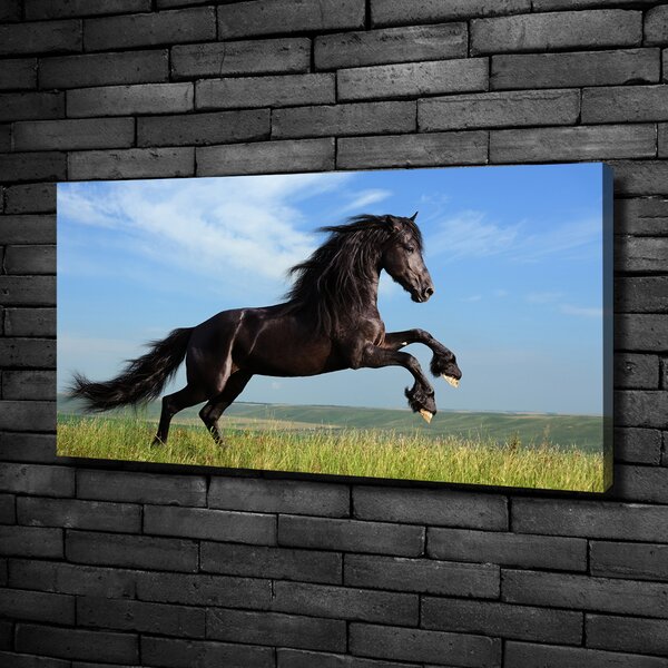Moderní fotoobraz canvas na rámu Černý kůň na louce oc-26473191