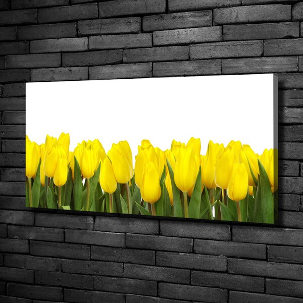 Foto obraz na plátně Žluté tulipány oc-2665979