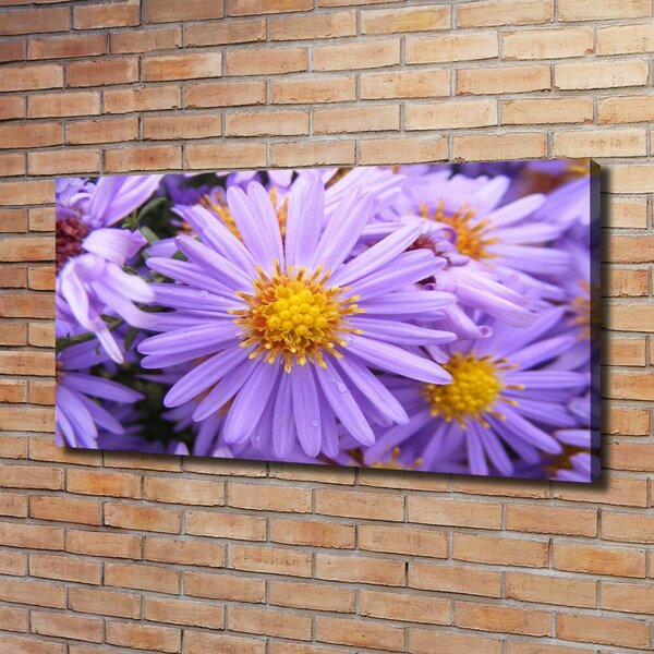 Moderní fotoobraz canvas na rámu Astry oc-26724270