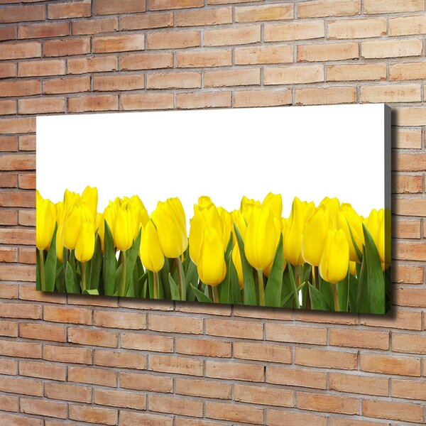 Foto obraz na plátně Žluté tulipány oc-2665979