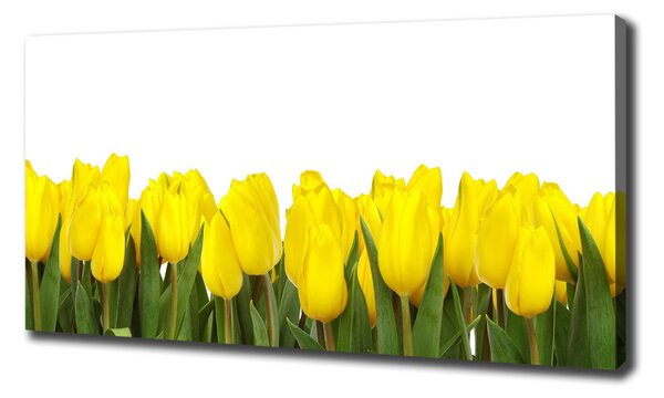 Foto obraz na plátně Žluté tulipány oc-2665979