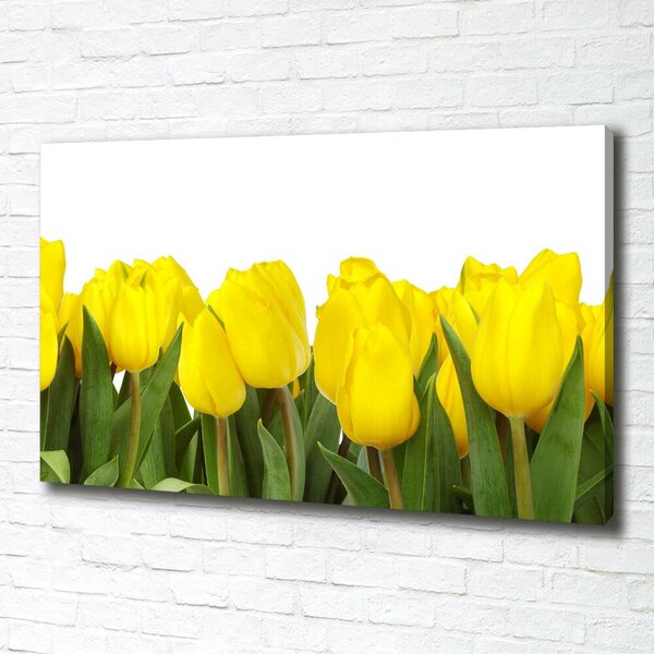 Foto obraz na plátně Žluté tulipány oc-2665979