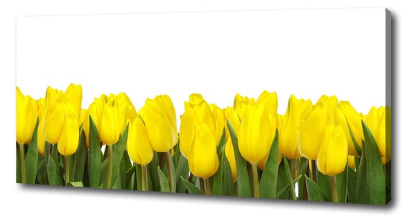 Foto obraz na plátně Žluté tulipány oc-2665979