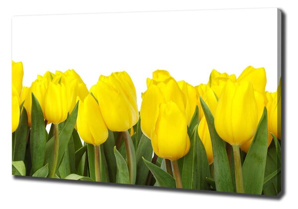 Foto obraz na plátně Žluté tulipány oc-2665979