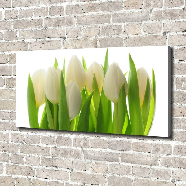 Foto obraz na plátně Tulipány oc-28819889