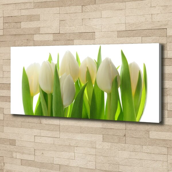 Foto obraz na plátně Tulipány oc-28819889