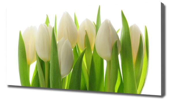 Foto obraz na plátně Tulipány oc-28819889