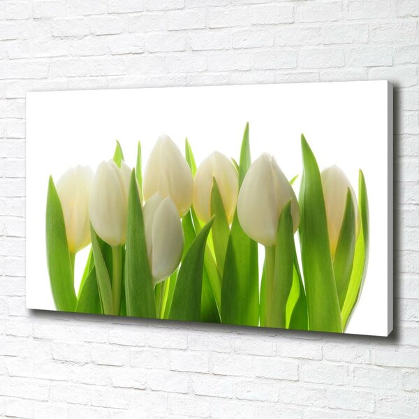 Foto obraz na plátně Tulipány oc-28819889