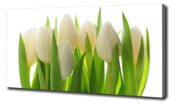 Foto obraz na plátně Tulipány oc-28819889