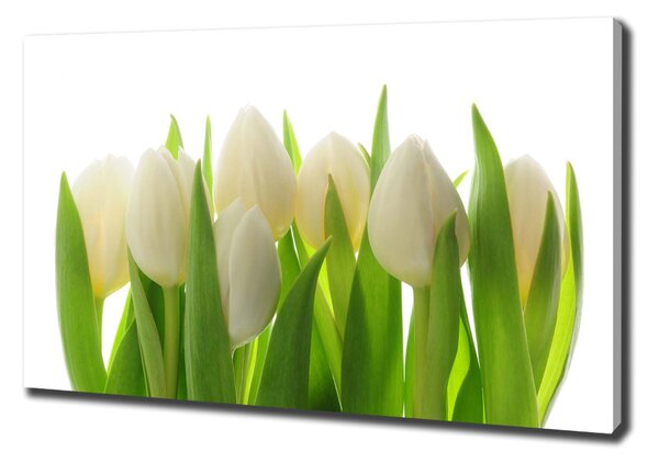 Foto obraz na plátně Tulipány oc-28819889