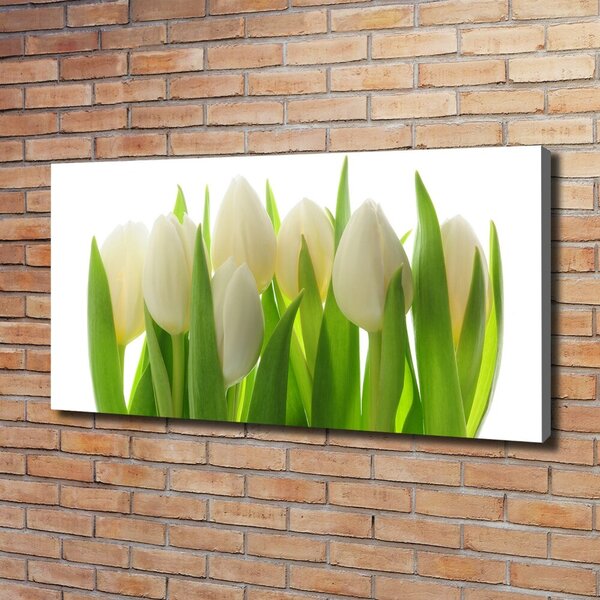 Foto obraz na plátně Tulipány oc-28819889