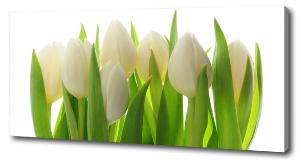 Foto obraz na plátně Tulipány oc-28819889