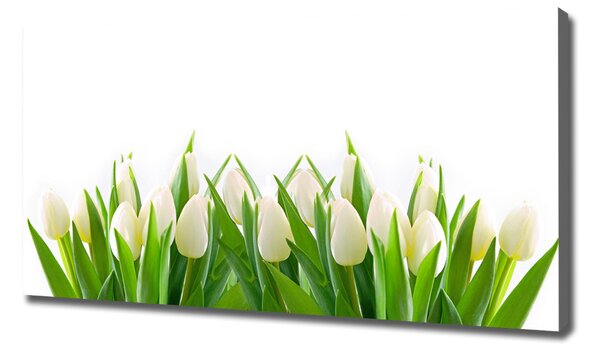 Foto obraz na plátně Bílé tulipány oc-30153186