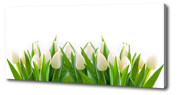 Foto obraz na plátně Bílé tulipány oc-30153186
