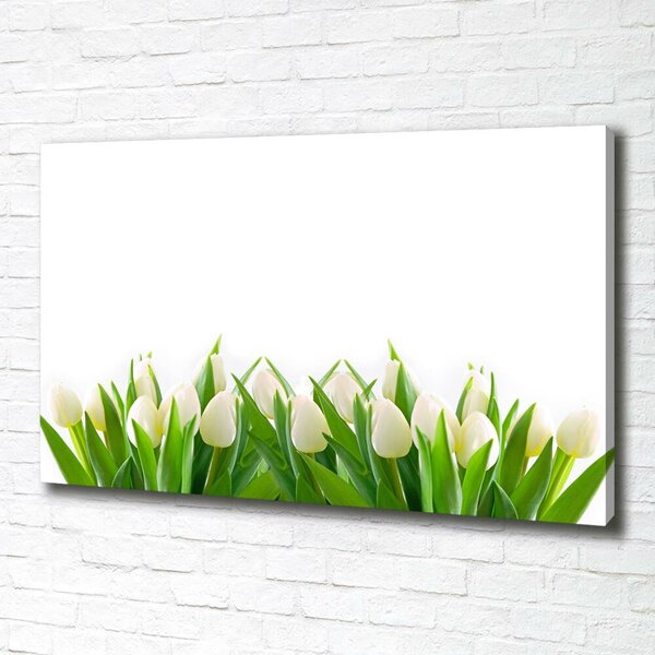 Foto obraz na plátně Bílé tulipány oc-30153186