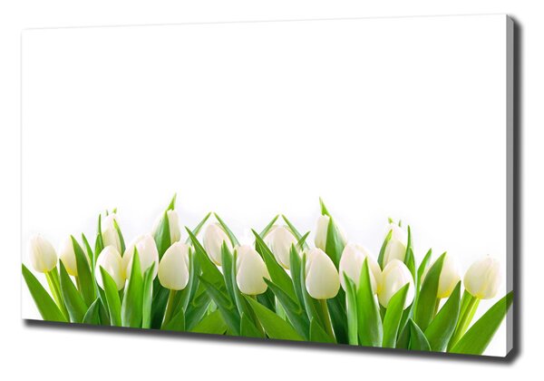 Foto obraz na plátně Bílé tulipány oc-30153186